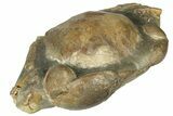 Miocene Fossil Crab (Tumidocarcinus) - New Zealand #145228-1